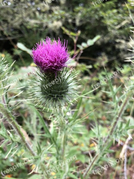 Flora Nature Flower Summer Thistle