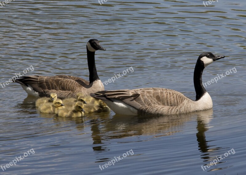 Canadian Geese Goose Canadian Geese Bird