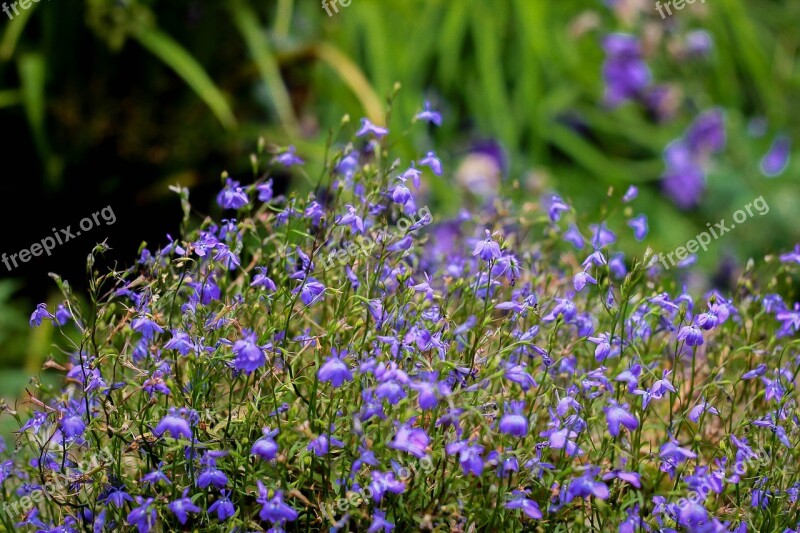 Flowers Flowers Of The Field Meadow Summer Nature