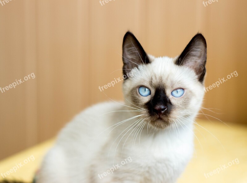 Kitten Blue Eyes Animals Cute Mustache