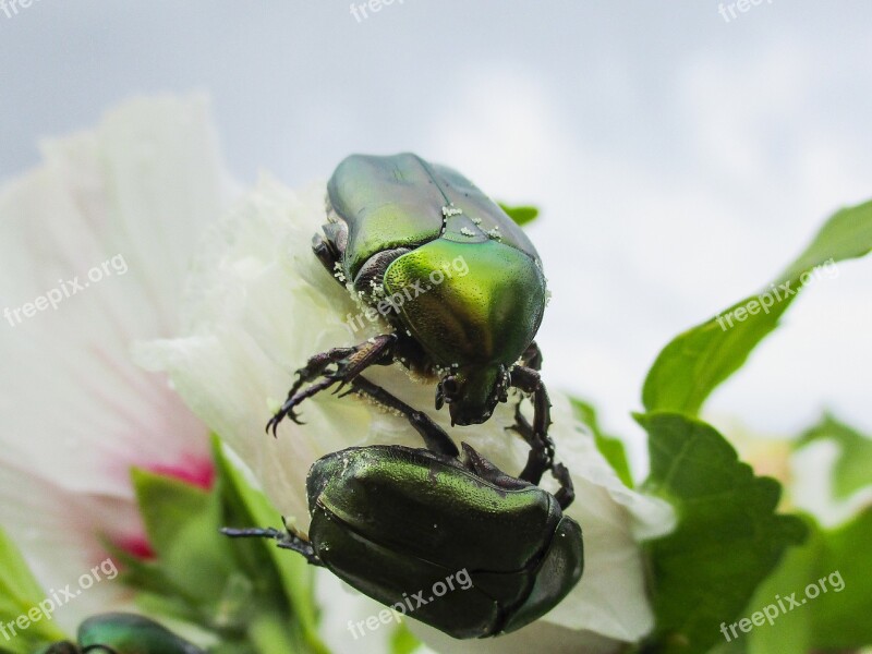 Beetle Flower Insect Nature Animal