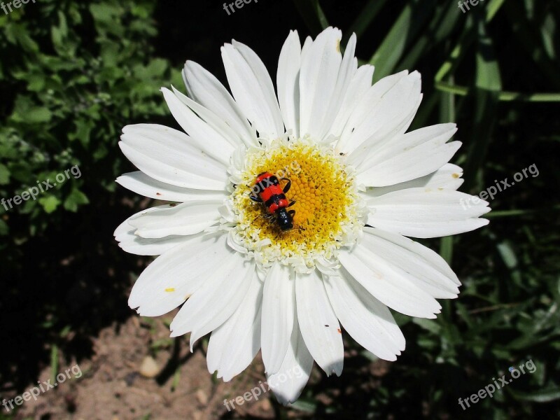 Flower Beetle Insect Nature Blooms At