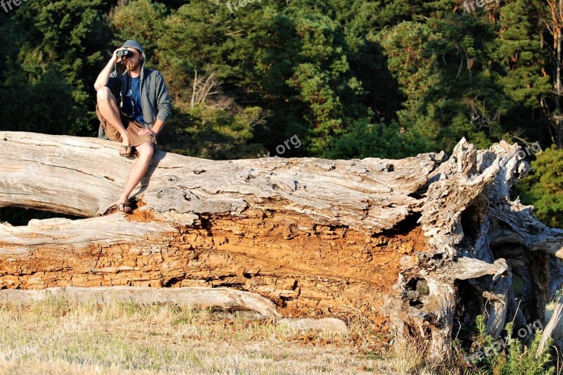 Tree Giant Rot Die-break Break Up Dead Wood