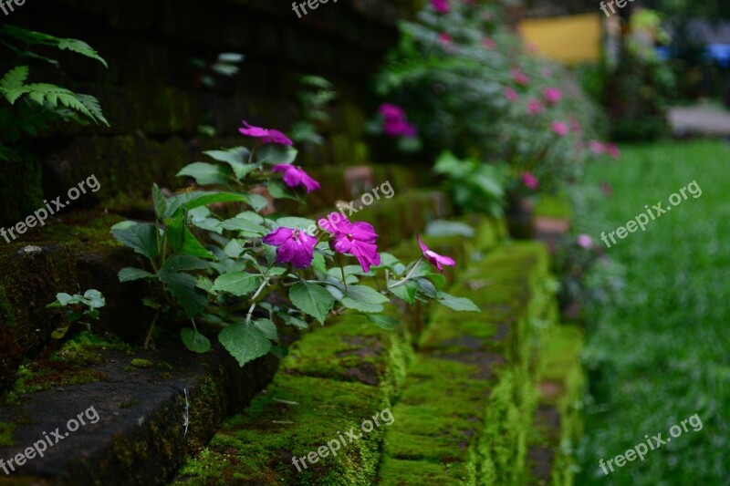 Flower Old Temple Archaeological Site Chiang Saen Thailand