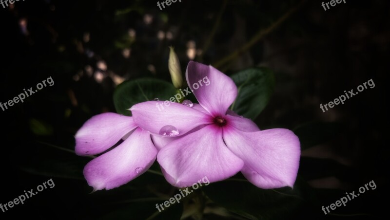 Periwinkle Flower Bloom Purple Nature