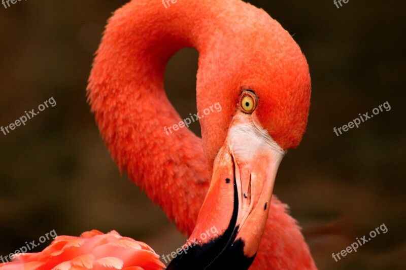 Flamingo Pink Orange Bird Neck