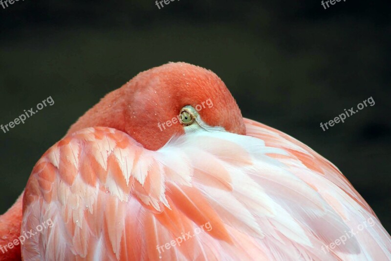 Bird Pink Flamingo Nature Animal