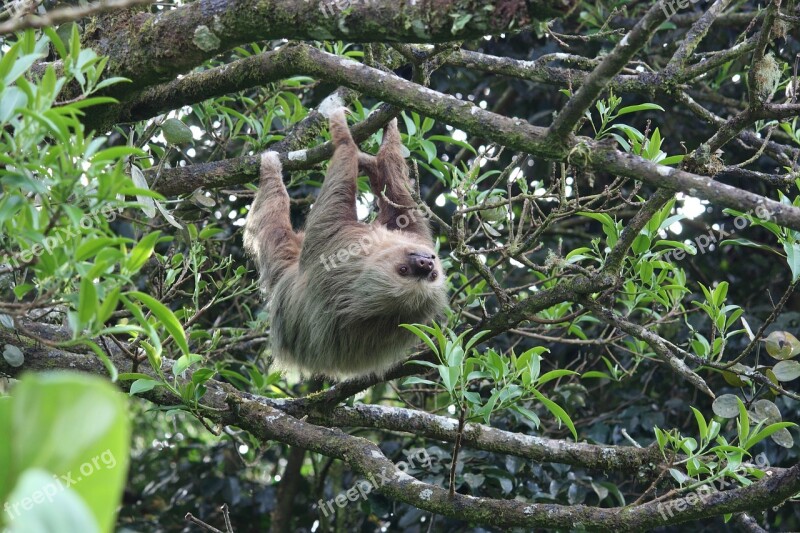 Sloth Forest Trees Free Photos