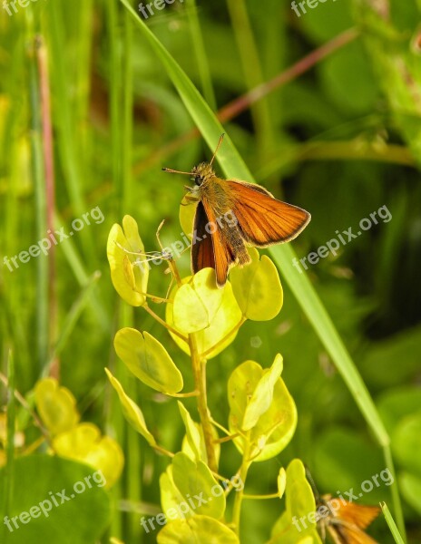 Butterfly Skipper Meadow Insect Lepidoptera