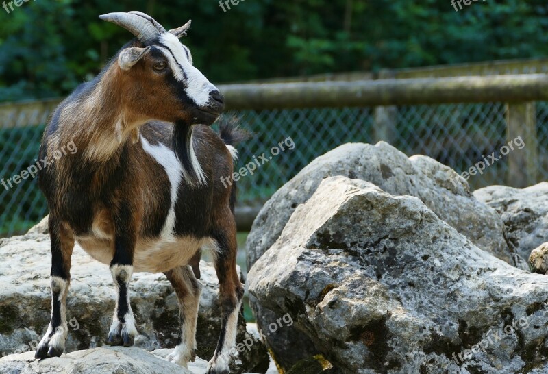 Nature Animal Enclosures Light Rock Blocks Goat