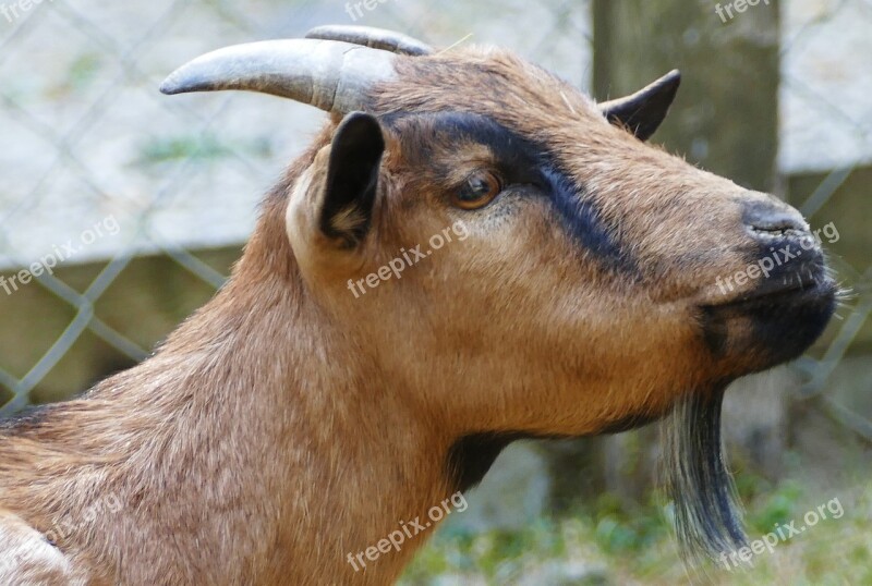 Nature Animal Enclosures Goat Close Goatee