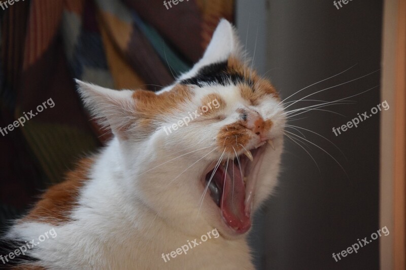 Cat Animals Yawn Animal Feline