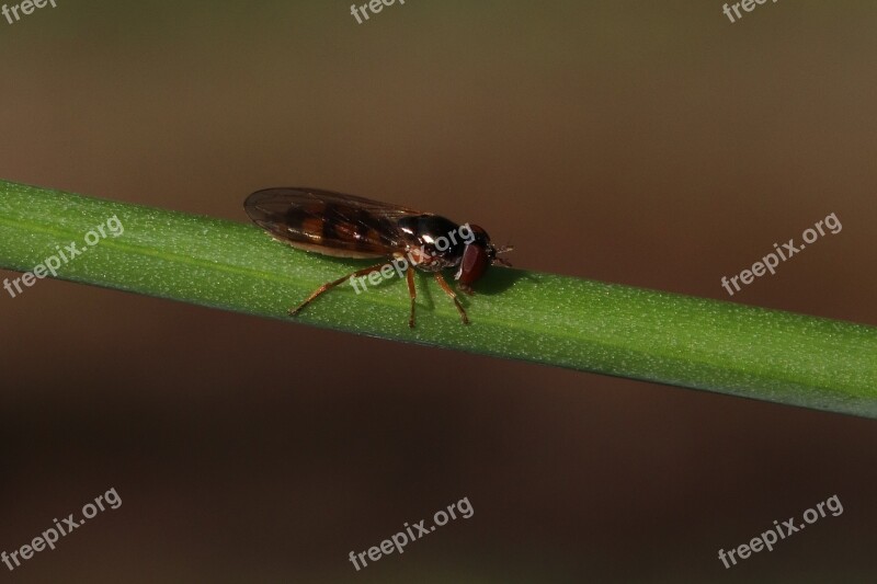 Insect Halm Animal Flight Insect Nature