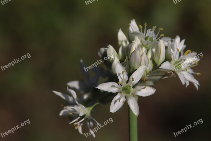 Onion Blossom Nature Recording Leaves White Green