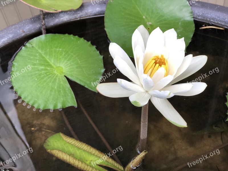 White Lotus Pool Fresh Quiet