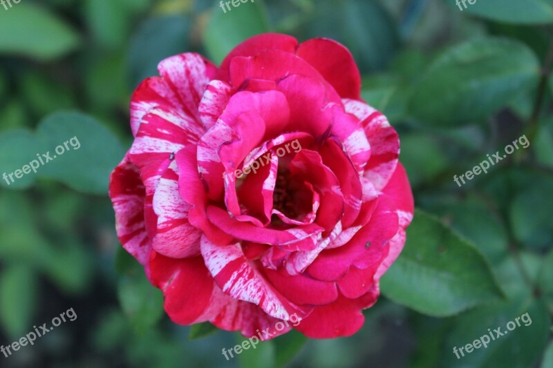 Beauty Rose Love Bloom Rose Bloom