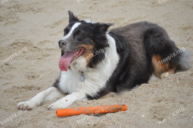 Australia Shepherd Bitch Beach Sand Thoroughbred