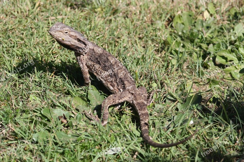 Water Dragon Lizard Garden Grass Brisbane