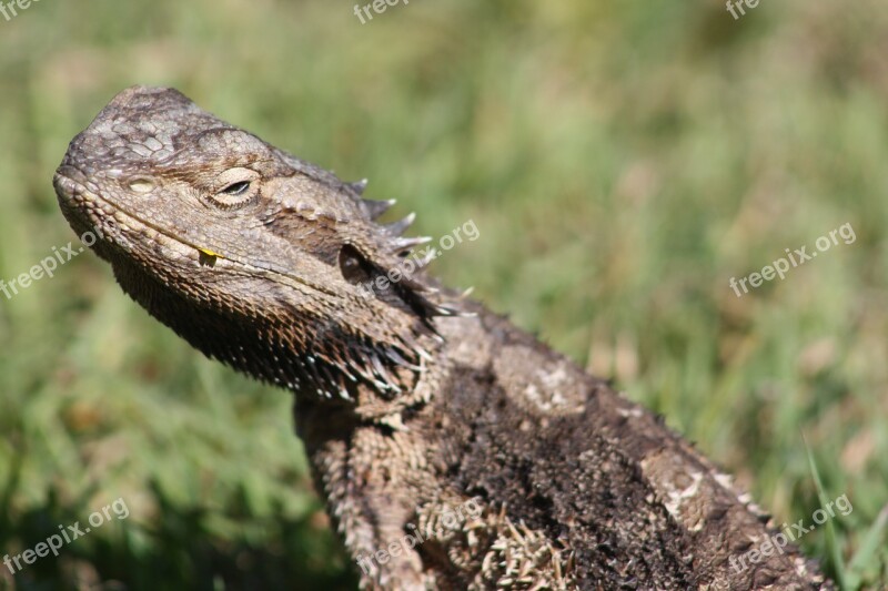 Water Dragon Lizard Brisbane Fauna Nature