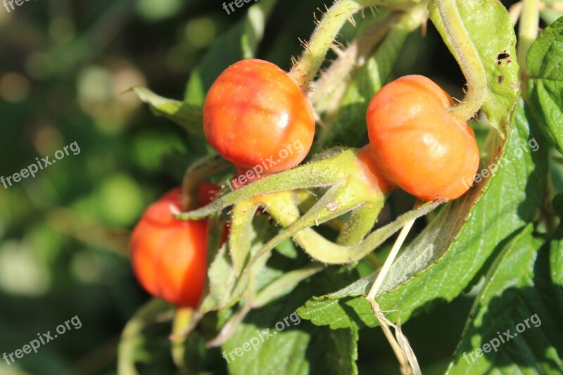 Rose Hip Rose Seeds Rose Free Photos