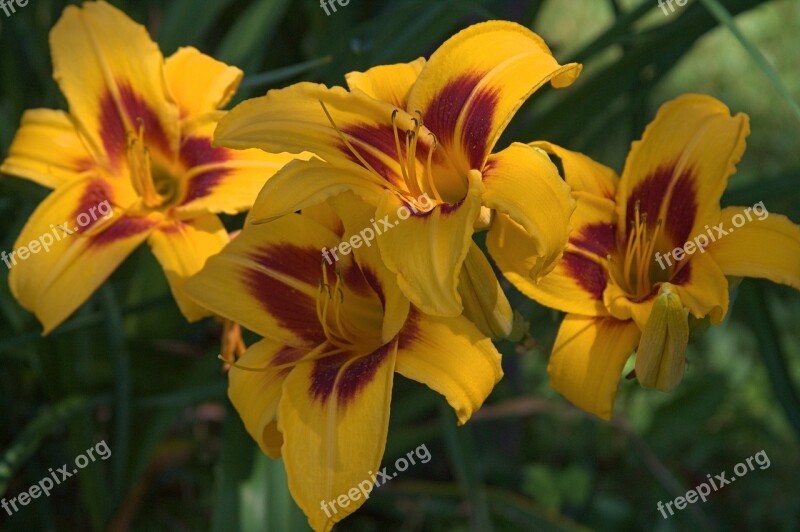 Yellow Blossom Bloom Flora Flower Flowers