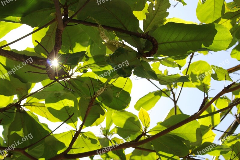 Costa Rica Tropical Nature Outdoors Trees