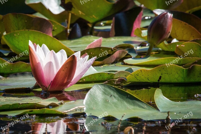 Water Lily Pond Flower Blossom Bloom