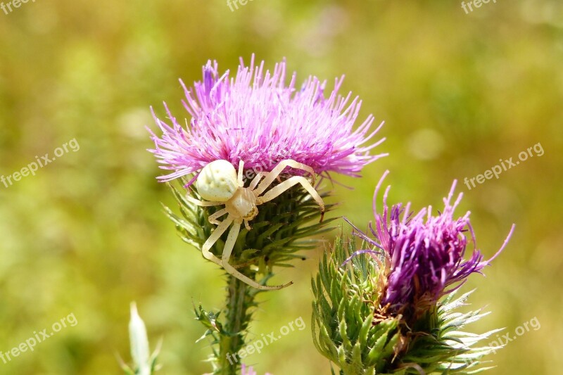 Flowerbed Female Arachnids Insect Animals