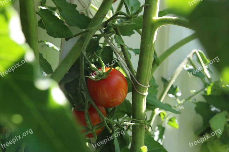 Tomato Tomato Plant Red Free Photos