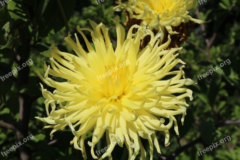 Yellow Dahlia Flower Ornamental Plants Garden Plant