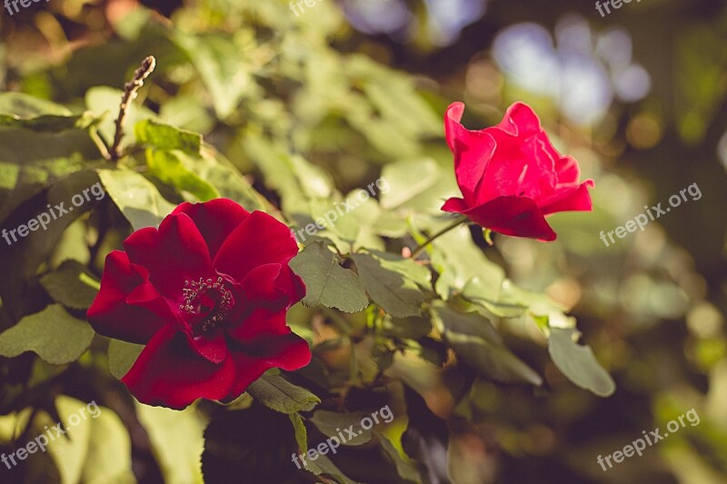 Flower Red Roses Red Free Photos