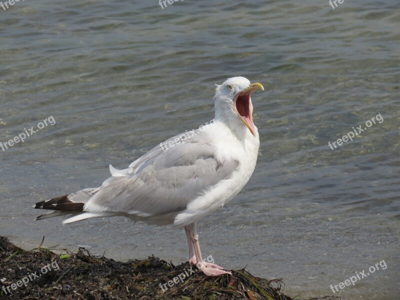 Herring Gull Baltic Sea Beach Seagull Sea