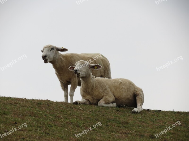 Sheep Dike Pasture Idyllic North Sea