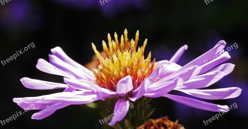 Aster Flower Late Summer Frühherbst Petals Stamens