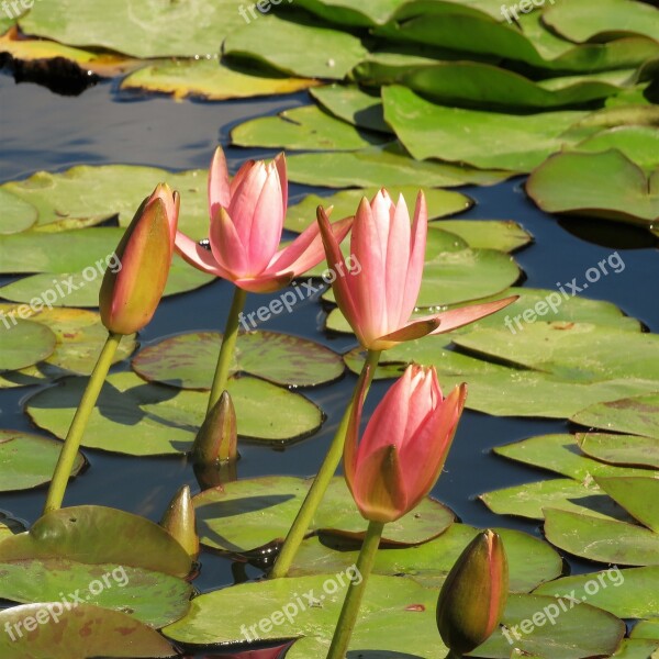 Waterlily Pond Water Flower Lily