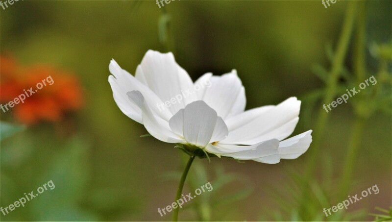 Flower Anemone White Nature Petals