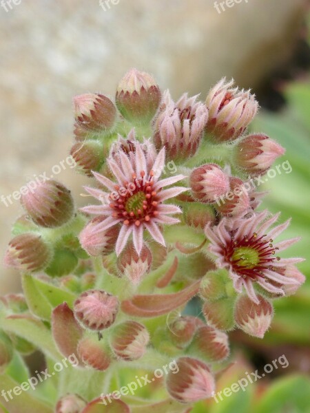 Flower Cactus Flower Beauty Gross Floor Cactus