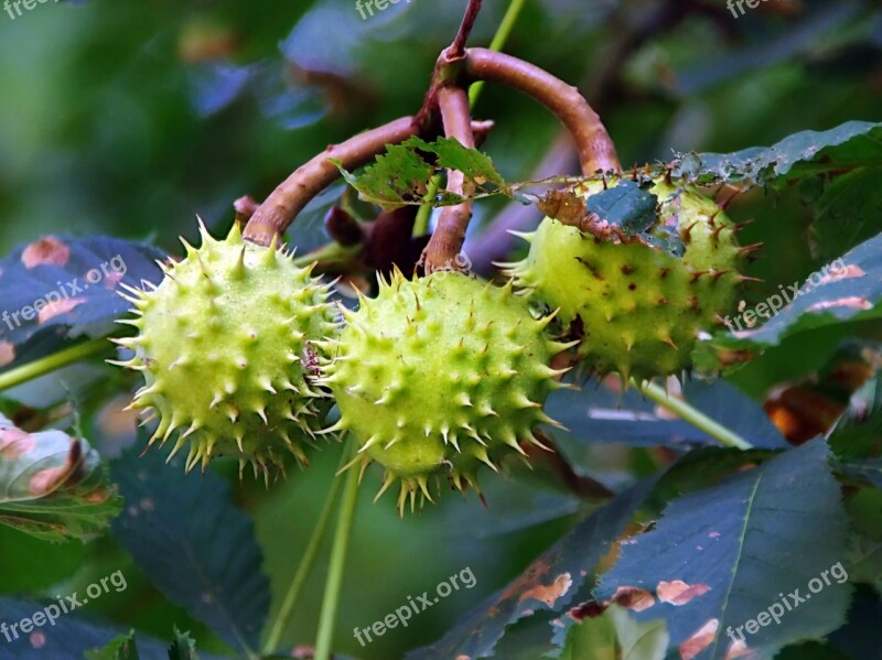 Brown Bugs Seeds Hippocastanum Quills