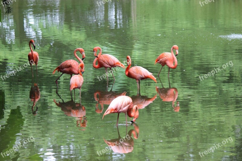 Flamingo Colorful Animal Wildlife Avian