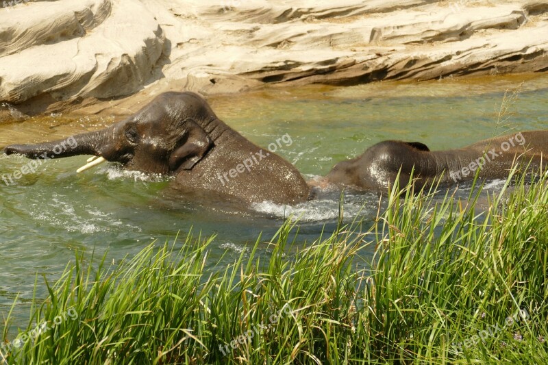 Elephant Mammal Fauna Safari Africa