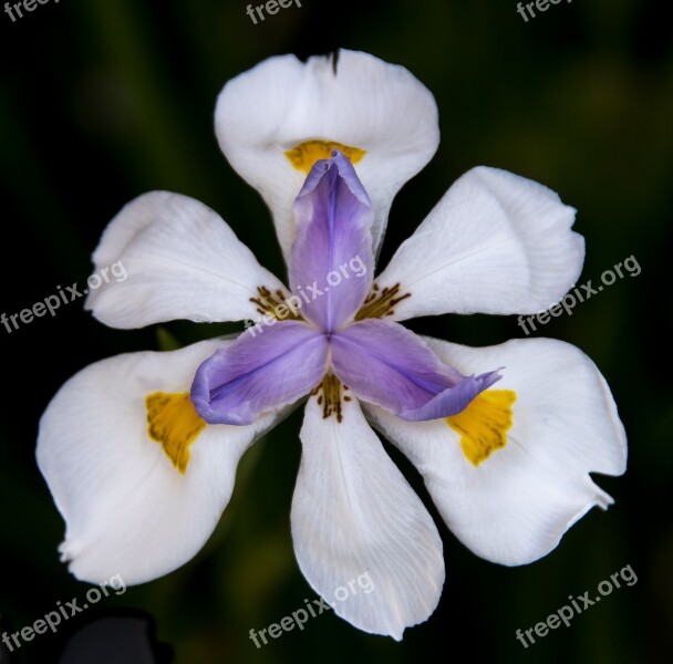 Flower Dietes Iris White Purple