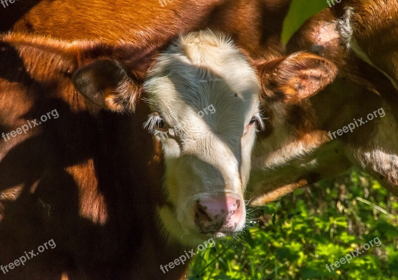 Calf Cow Cattle Stock Brown