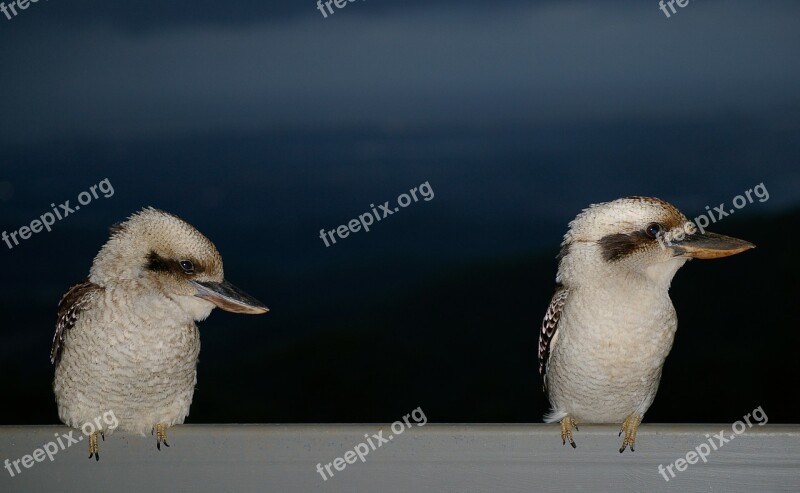 Laughing Kookaburra Kookaburras Two Birds Wild