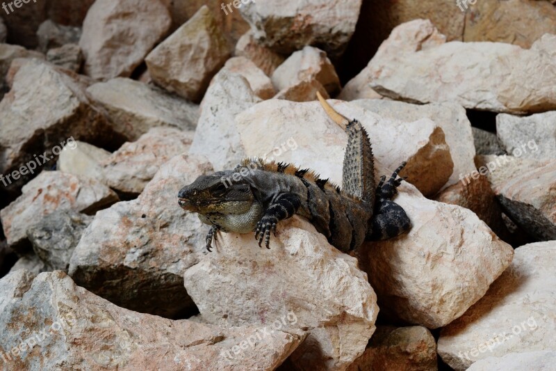 Lizard Ruins Mexico Uxmal Iguana