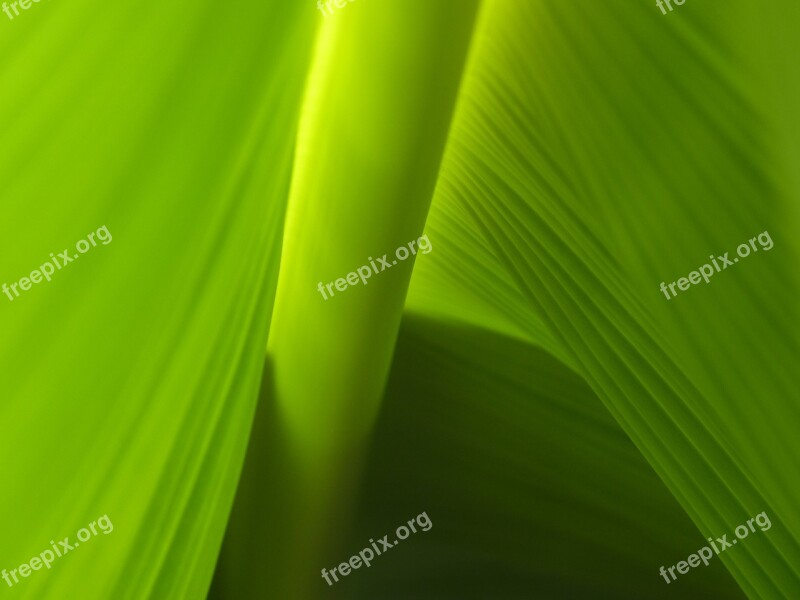 Leaf Banana Plantation Nature Green Plant