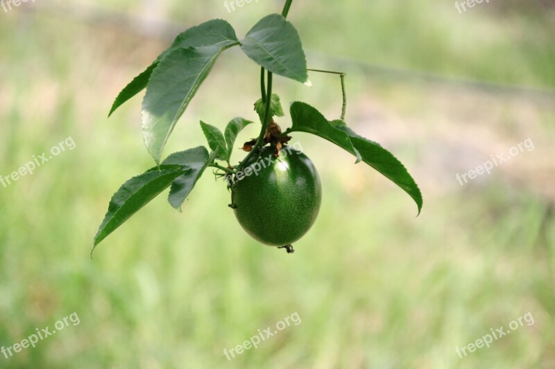 Passion Fruit Passionflower Passion Fruit Tree Free Photos