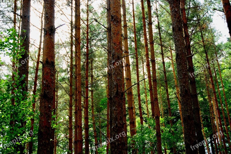 Forrest Tree Sky Free Photos