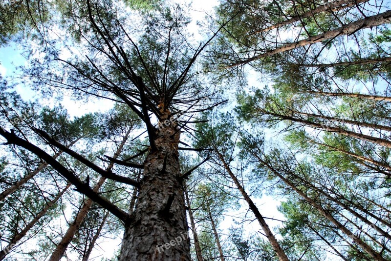 Tree Forrest Sky Free Photos