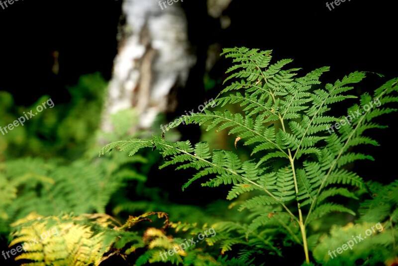 Forrest Plant Nature Green Flora