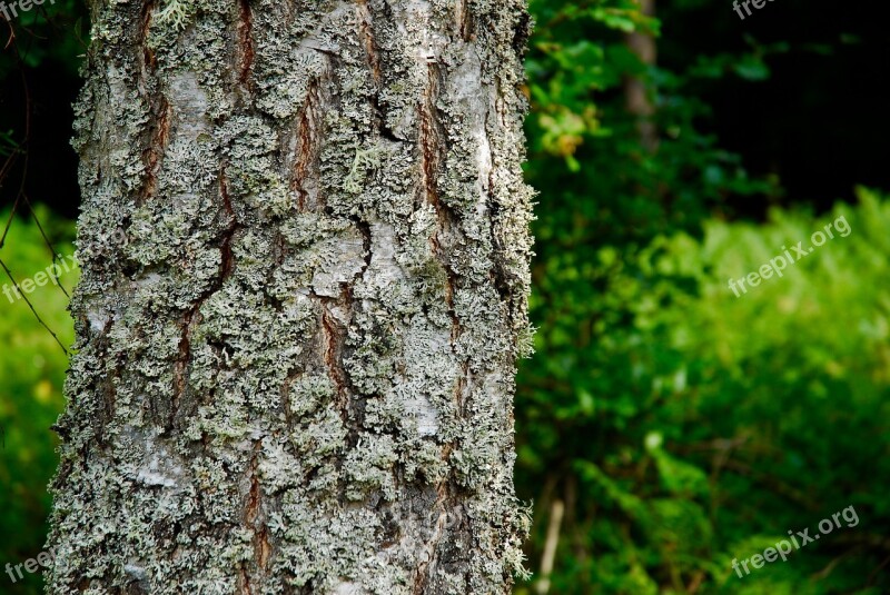 Tree Forrest Trees Nature Moss